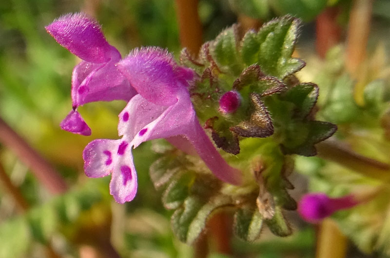 Lamium amplexicaule - Lamiaceae (Labiatae)